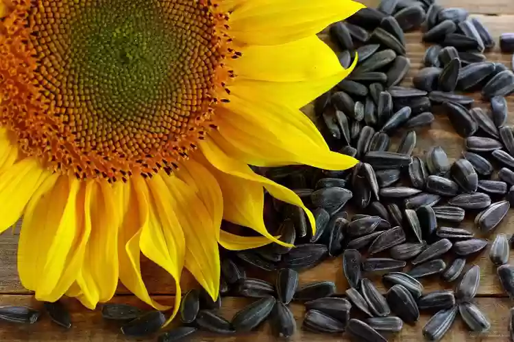 ارزش غذایی روغن آفتابگردان